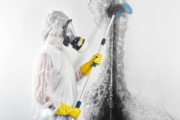 Best Black Mold Removal  in Chepachet, RI