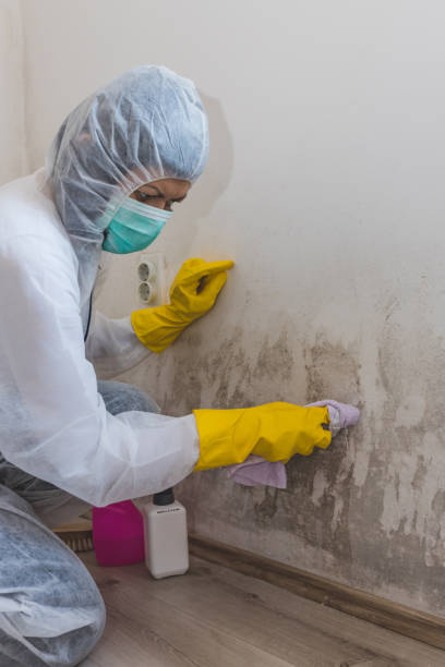  Chepachet, RI Mold Removal Pros