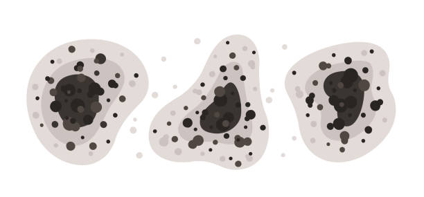 Best Mold-Related Health Consultation  in Chepachet, RI
